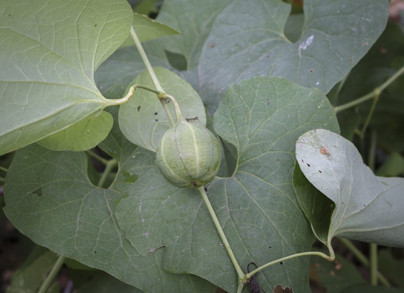 Image of Aristolochia clematitis specimen.