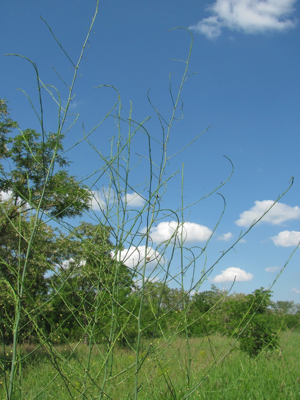 Image of Asparagus officinalis specimen.