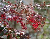 Berberis vulgaris форма atropurpurea. Ветвь с созревшими плодами, припорошенная выпавшим снегом. Московская обл., Раменский р-н, окр. дер. Хрипань, садовый участок. 08.10.2015.