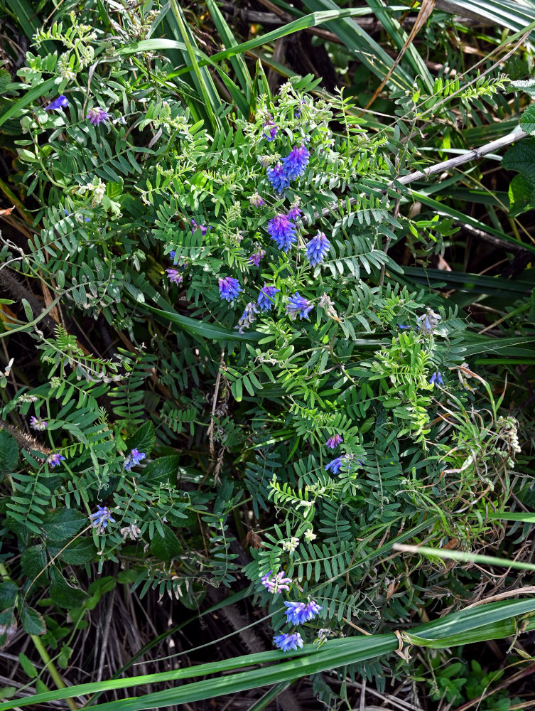 Image of Vicia cracca specimen.