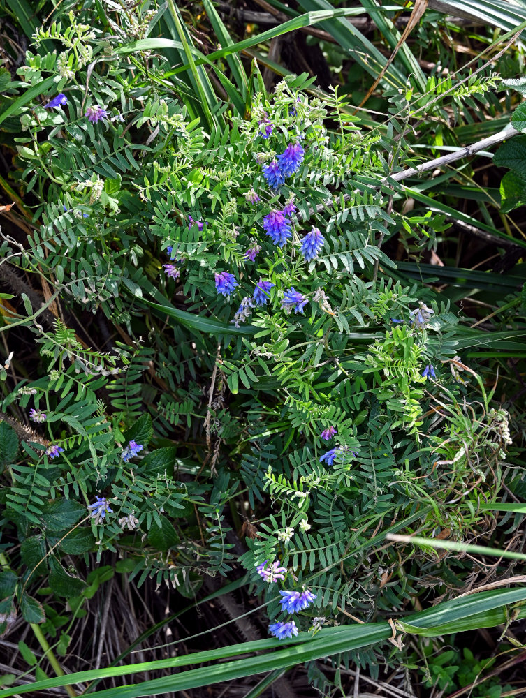 Изображение особи Vicia cracca.