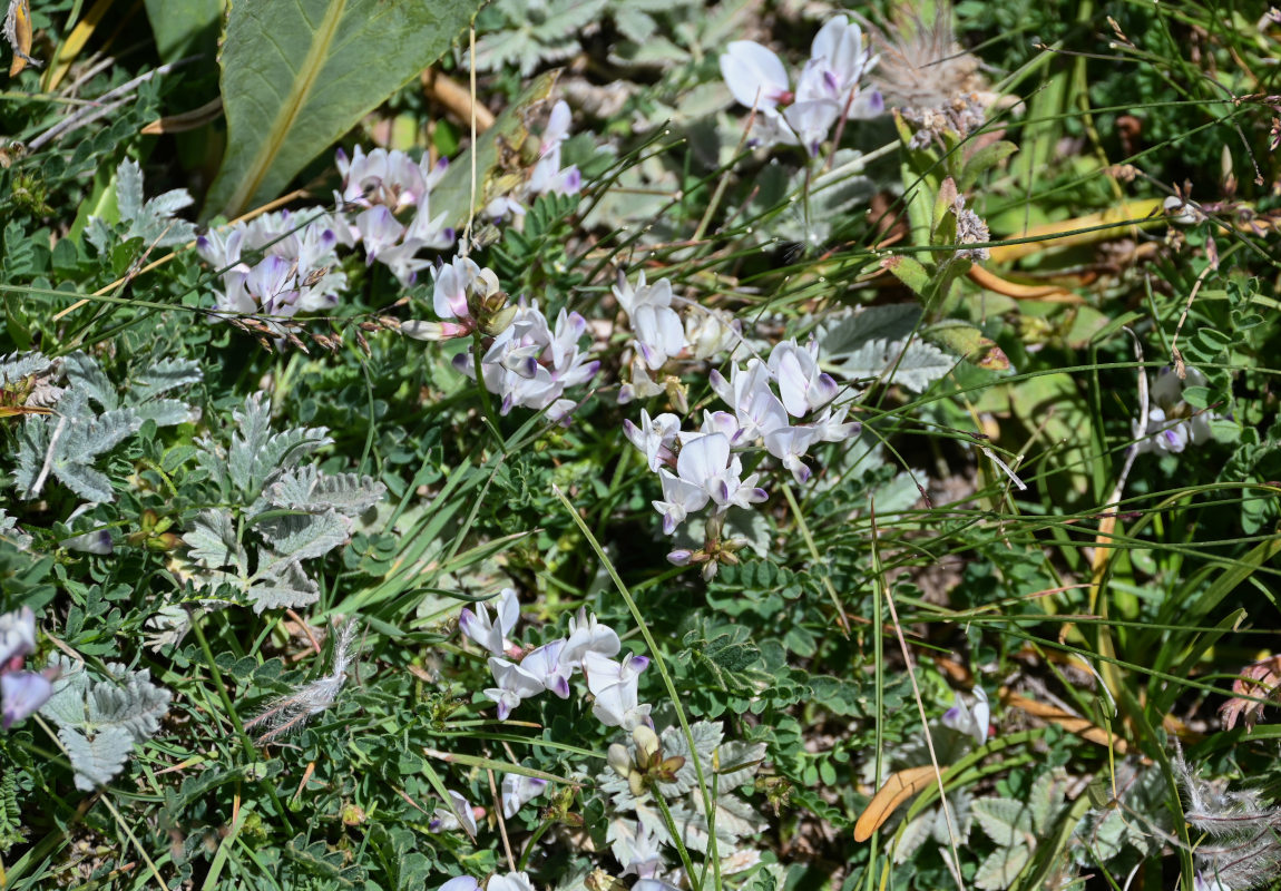 Image of Astragalus alpinus specimen.