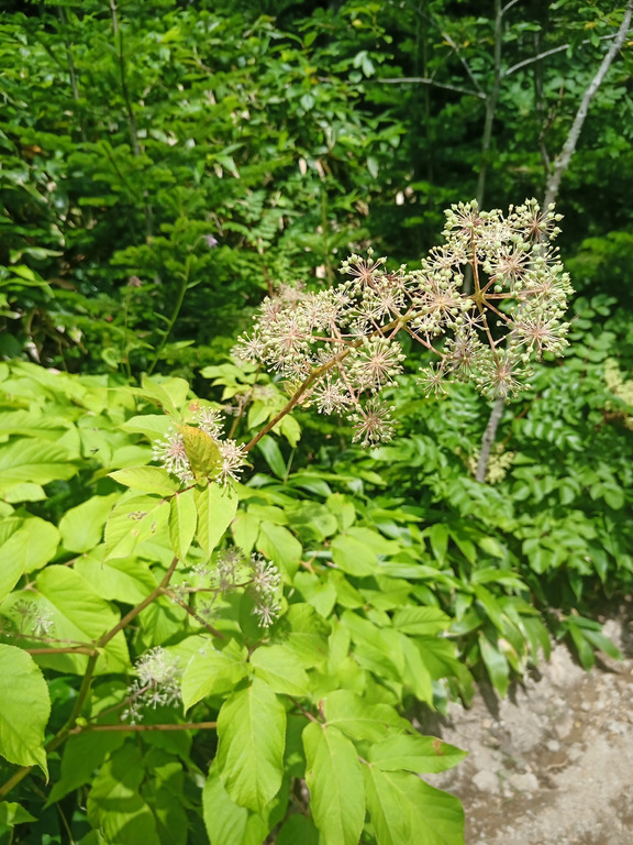 Image of Aralia cordata var. sachalinensis specimen.