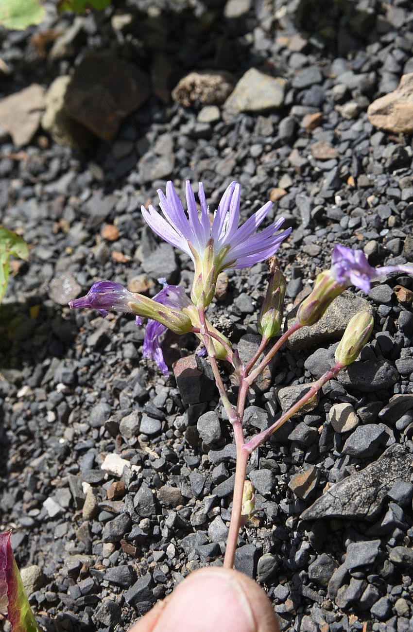 Image of Cicerbita racemosa specimen.