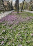 Corydalis solida