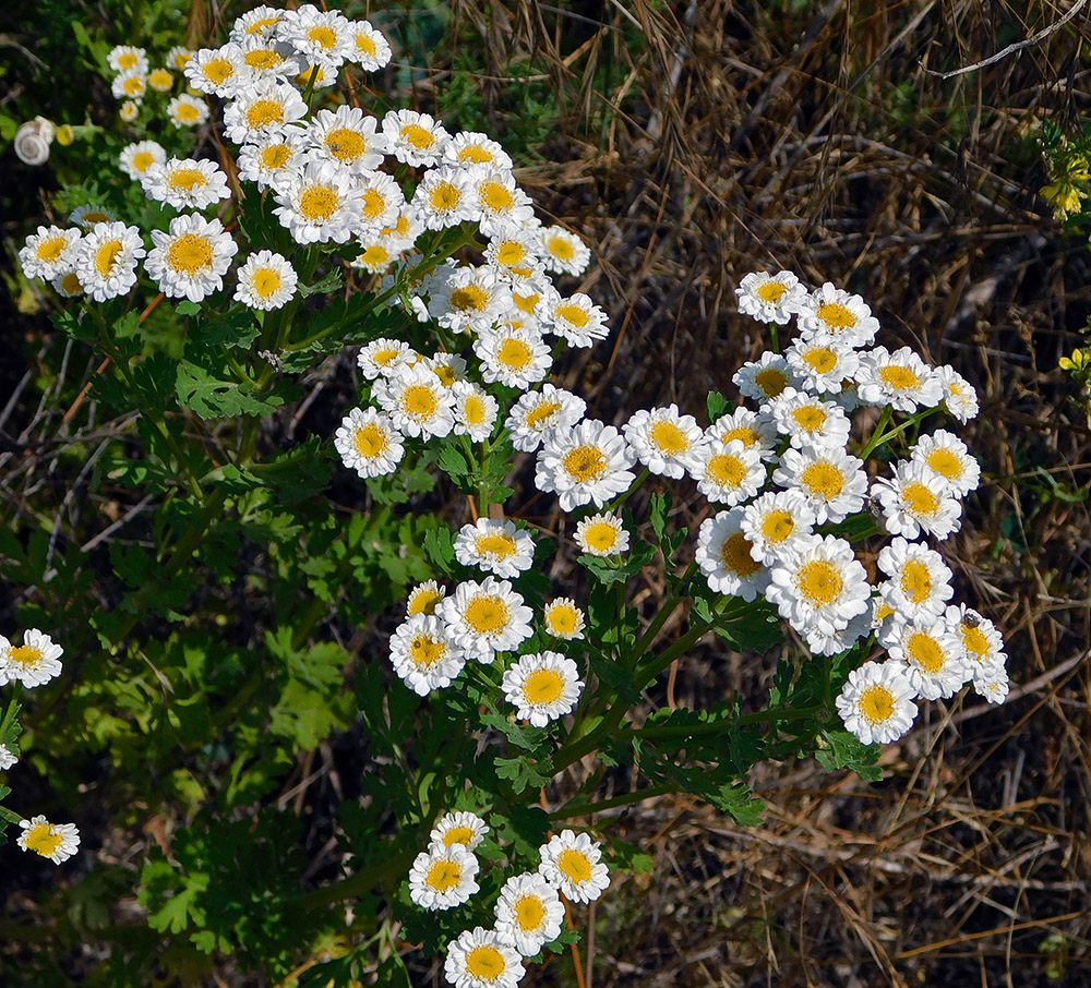 Изображение особи Pyrethrum parthenium.