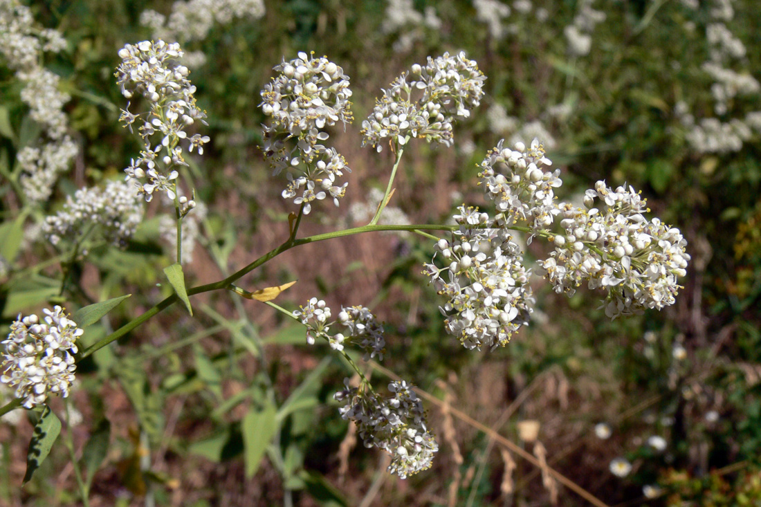 Image of Lepidium latifolium specimen.