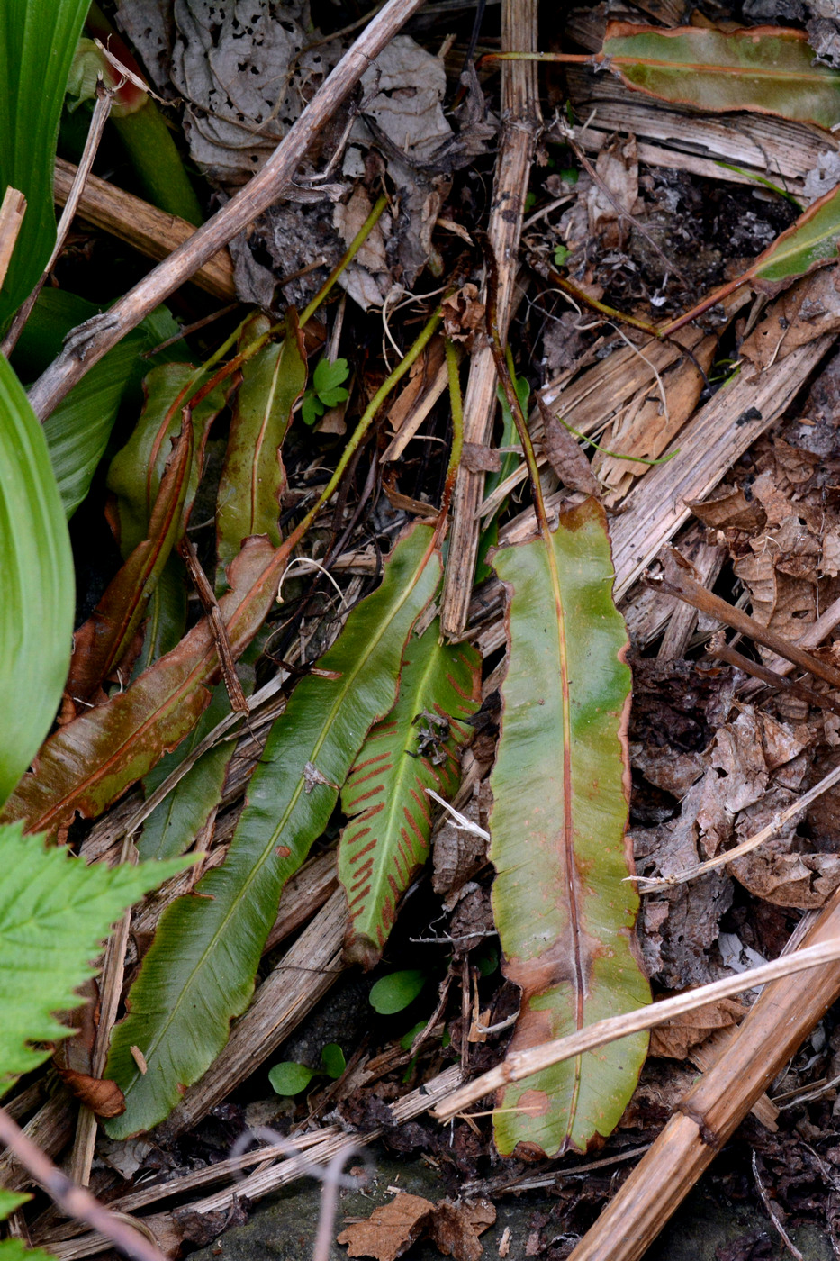 Image of Phyllitis japonica specimen.