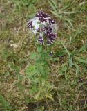 Origanum vulgare