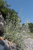 Micromeria serpyllifolia. Цветущее растение. Крым, Севастополь, Инкерман, известняковое обнажение. 21.06.2023.