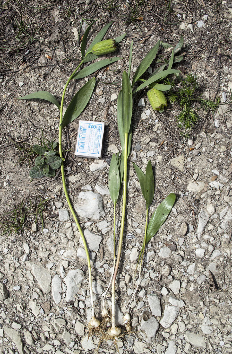 Image of Fritillaria ophioglossifolia specimen.