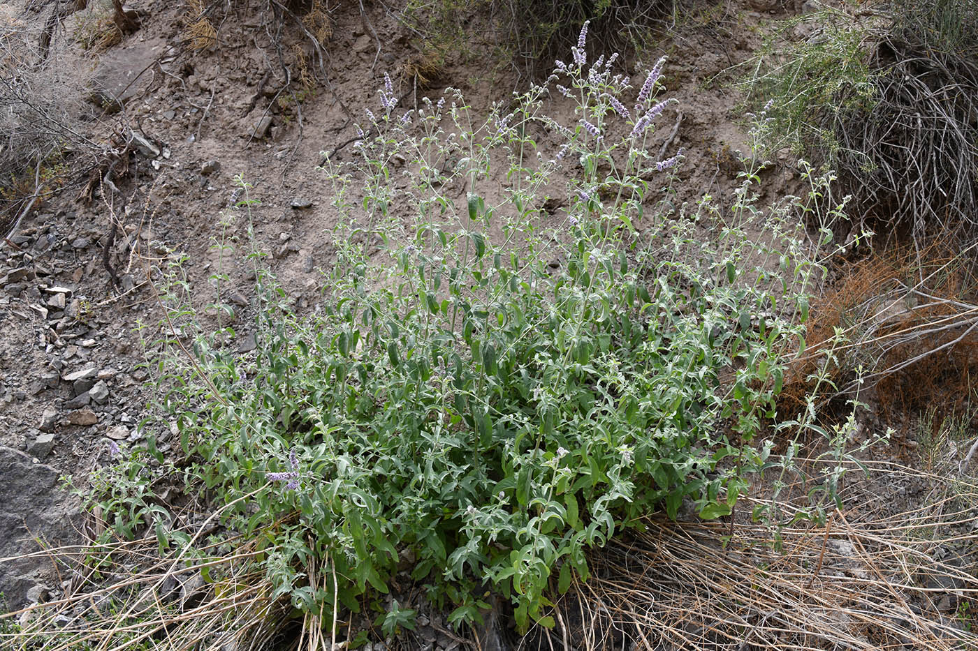 Image of Mentha asiatica specimen.