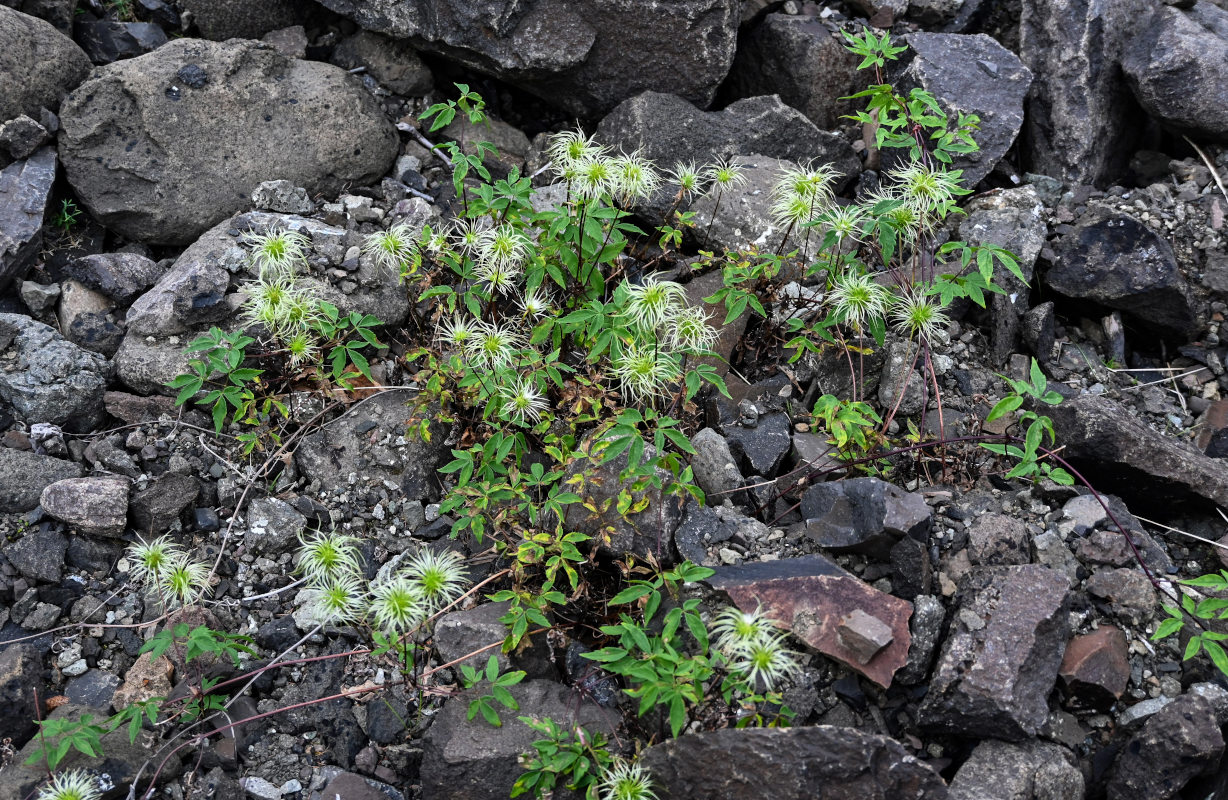 Изображение особи Atragene sibirica.