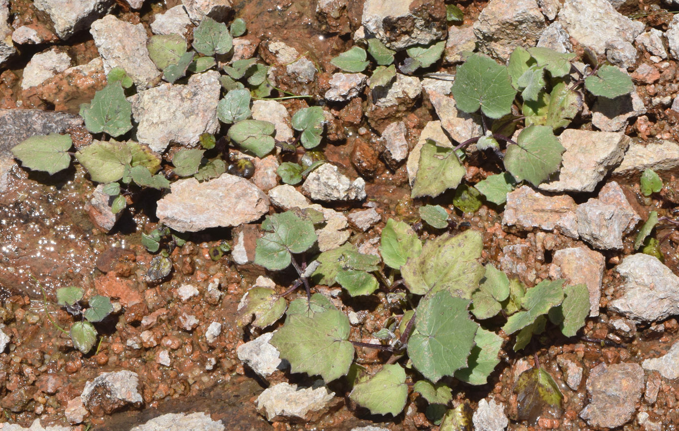 Image of Tussilago farfara specimen.