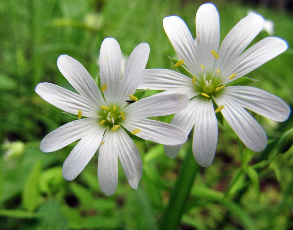 Изображение особи Stellaria holostea.