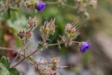 Geranium platypetalum