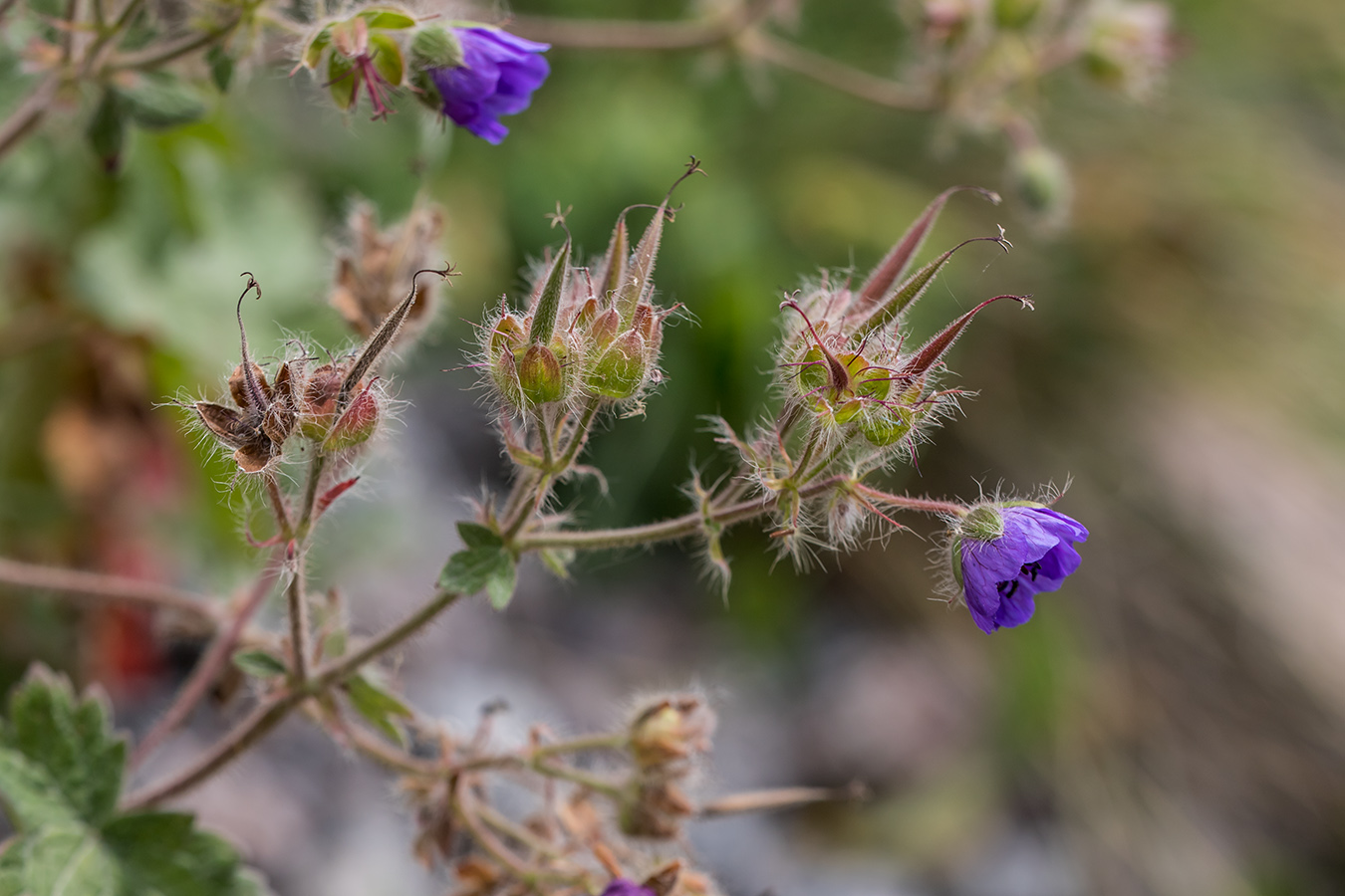 Изображение особи Geranium platypetalum.