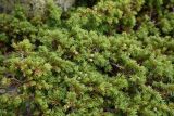 Juniperus sibirica. Ветви с незрелыми шишкоягодами. Челябинская обл., Златоустовский гор. округ, национальный парк \"Таганай\", гора Круглица, западный склон, выс. 1050 м н.у.м. 6 июля 2023 г.