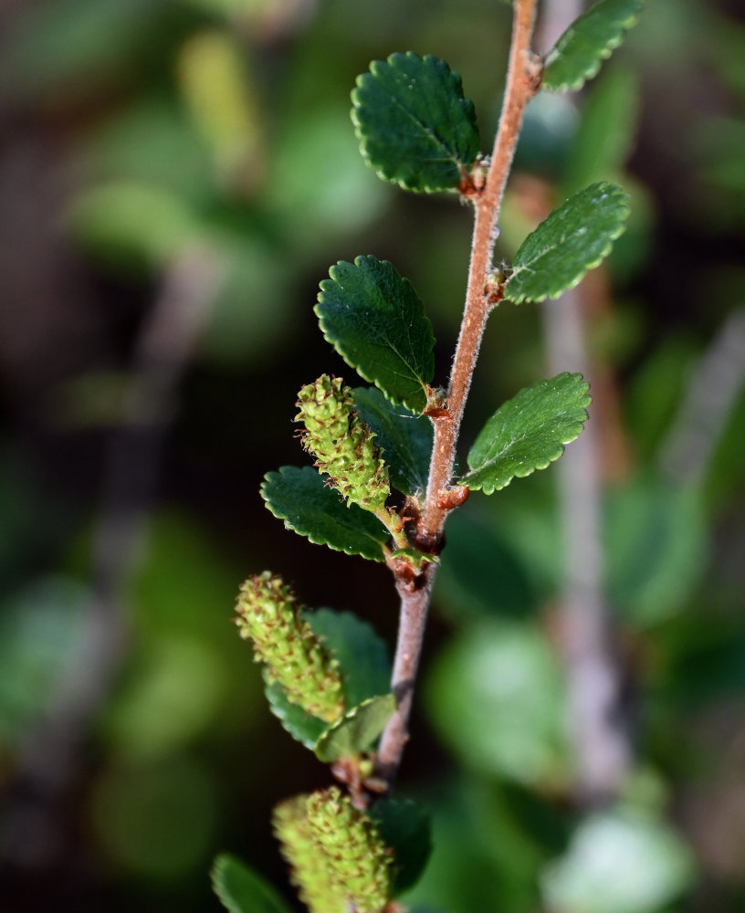 Image of Betula nana specimen.