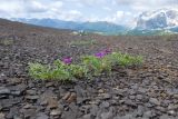 Vicia alpestris. Цветущее растение. Адыгея, Кавказский биосферный заповедник, гора Гузерипль, ≈ 2150 м н.у.м., осыпной склон из ожелезнённого песчаника. 28.06.2023.