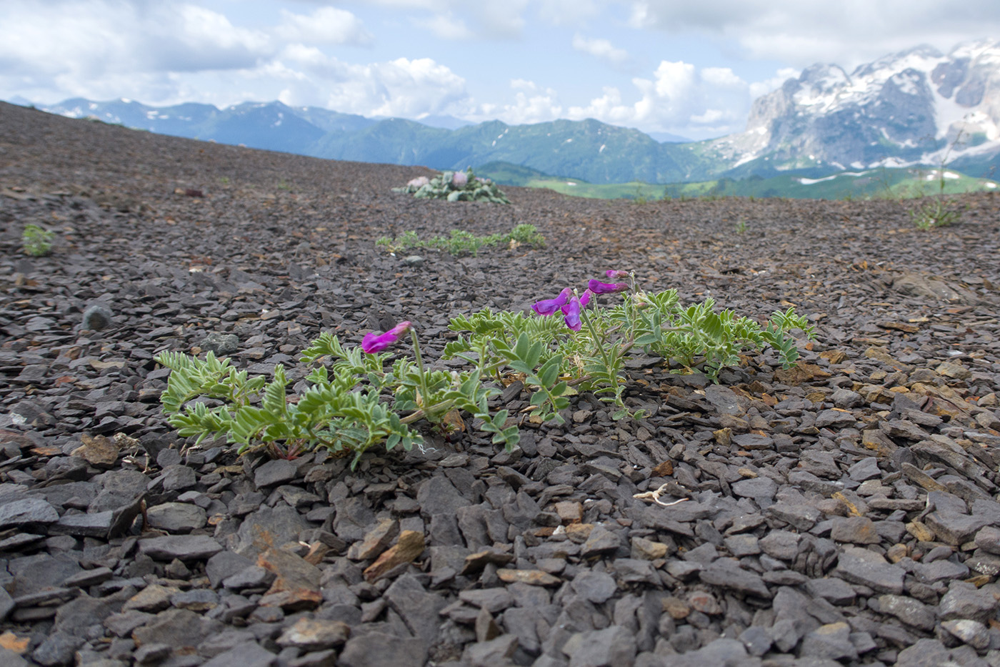 Изображение особи Vicia alpestris.