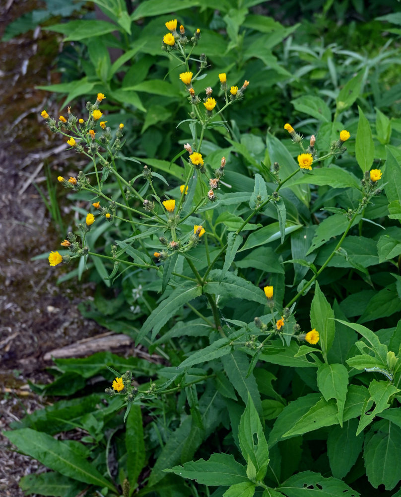 Image of Picris japonica specimen.