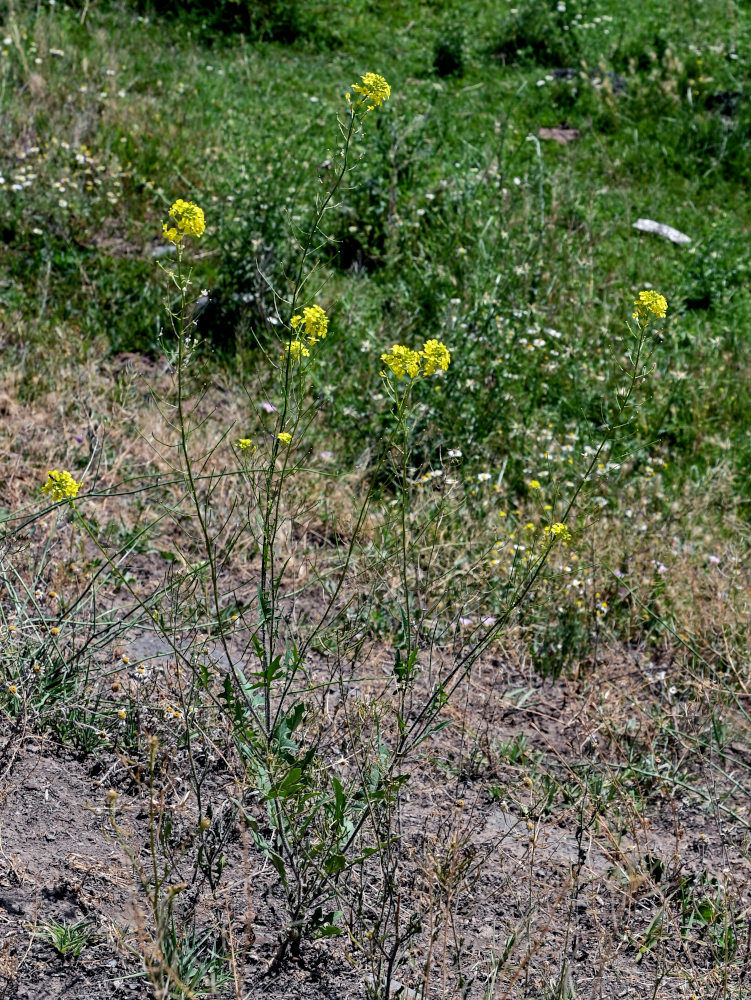 Image of Sisymbrium loeselii specimen.