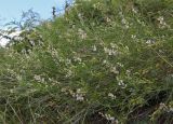 Astragalus sulcatus