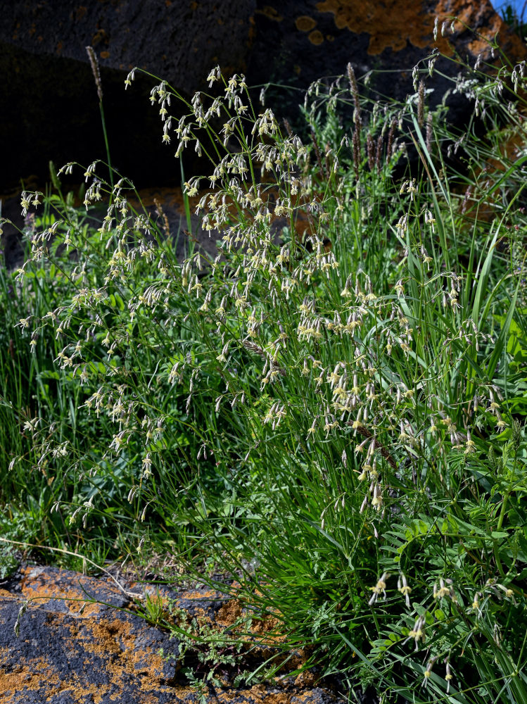 Изображение особи Silene saxatilis.