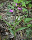 Cephalanthera rubra