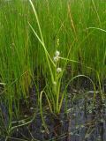 Sparganium rothertii. Цветущее растение в сообществе с Eleocharis palustris и Callitriche palustris. Магаданская обл., г. Магадан, окр. мкр-на Солнечный, небольшое озерко, у берега на мелководье. 15.07.2023.