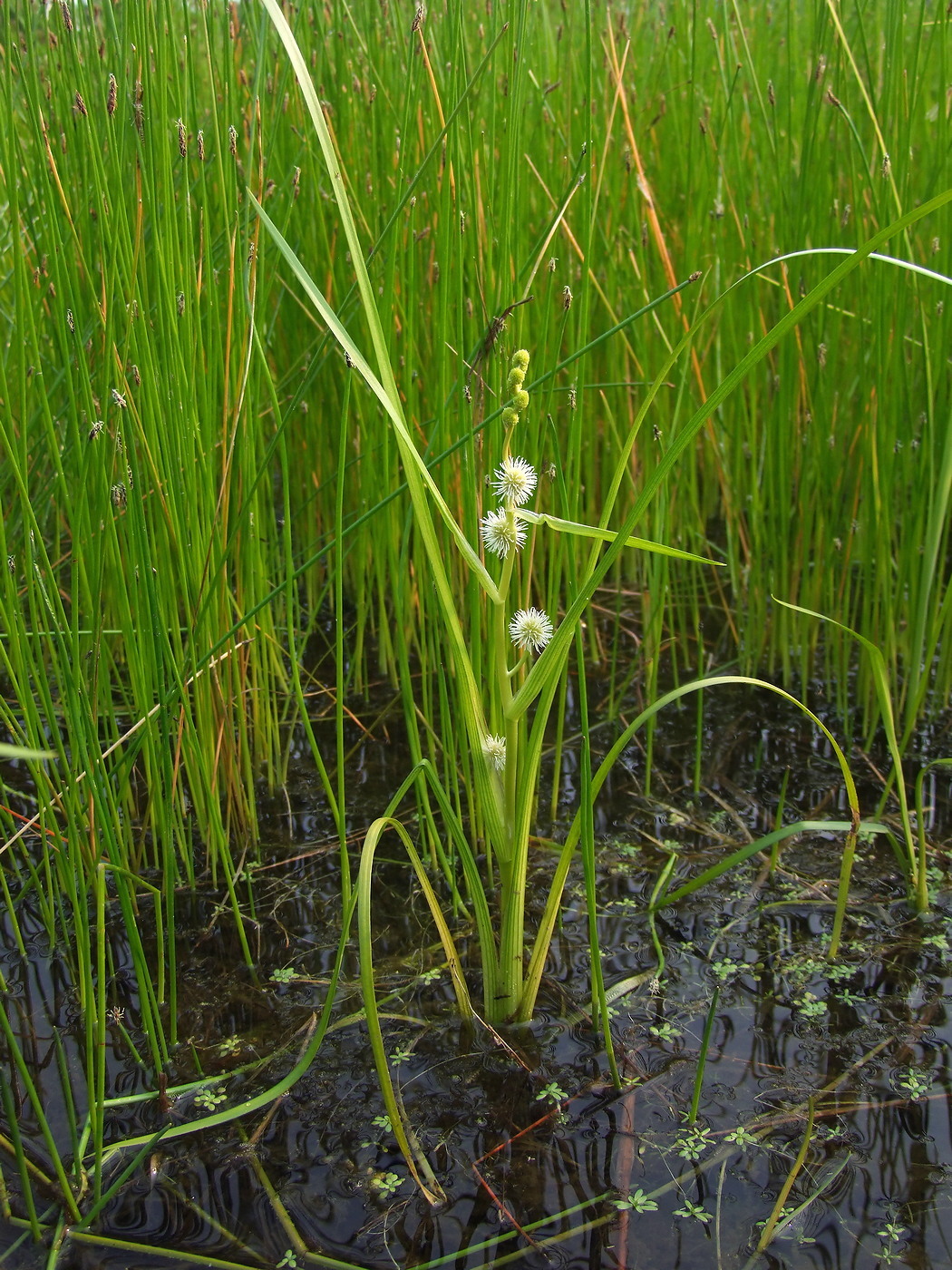 Image of Sparganium rothertii specimen.