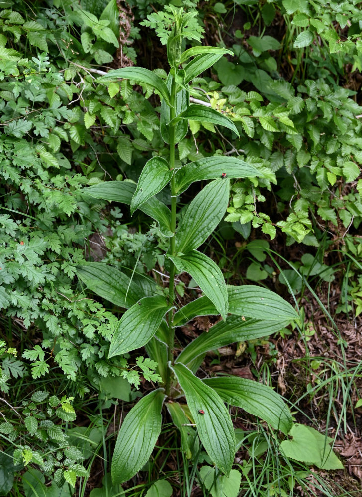 Image of Digitalis ferruginea specimen.