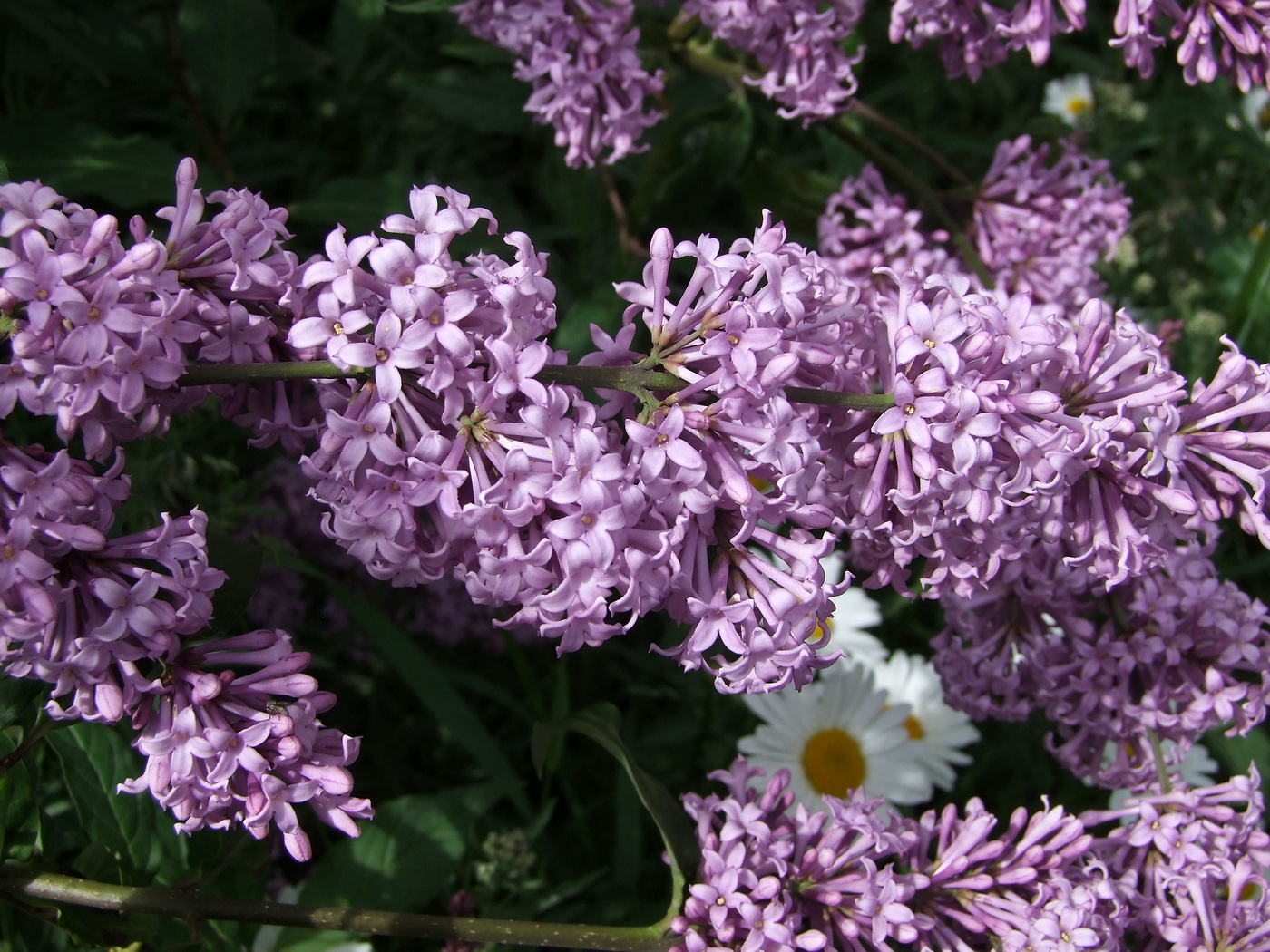 Image of Syringa josikaea specimen.