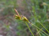 Carex halleriana. Верхушка побега с соплодием. Краснодарский край, Крымский р-н, окр. станицы Неберджаевская, гора Вышка, ≈ 300 м н.у.м., задернованное скальное обнажение на склоне южной экспозиции. 29.04.2024.