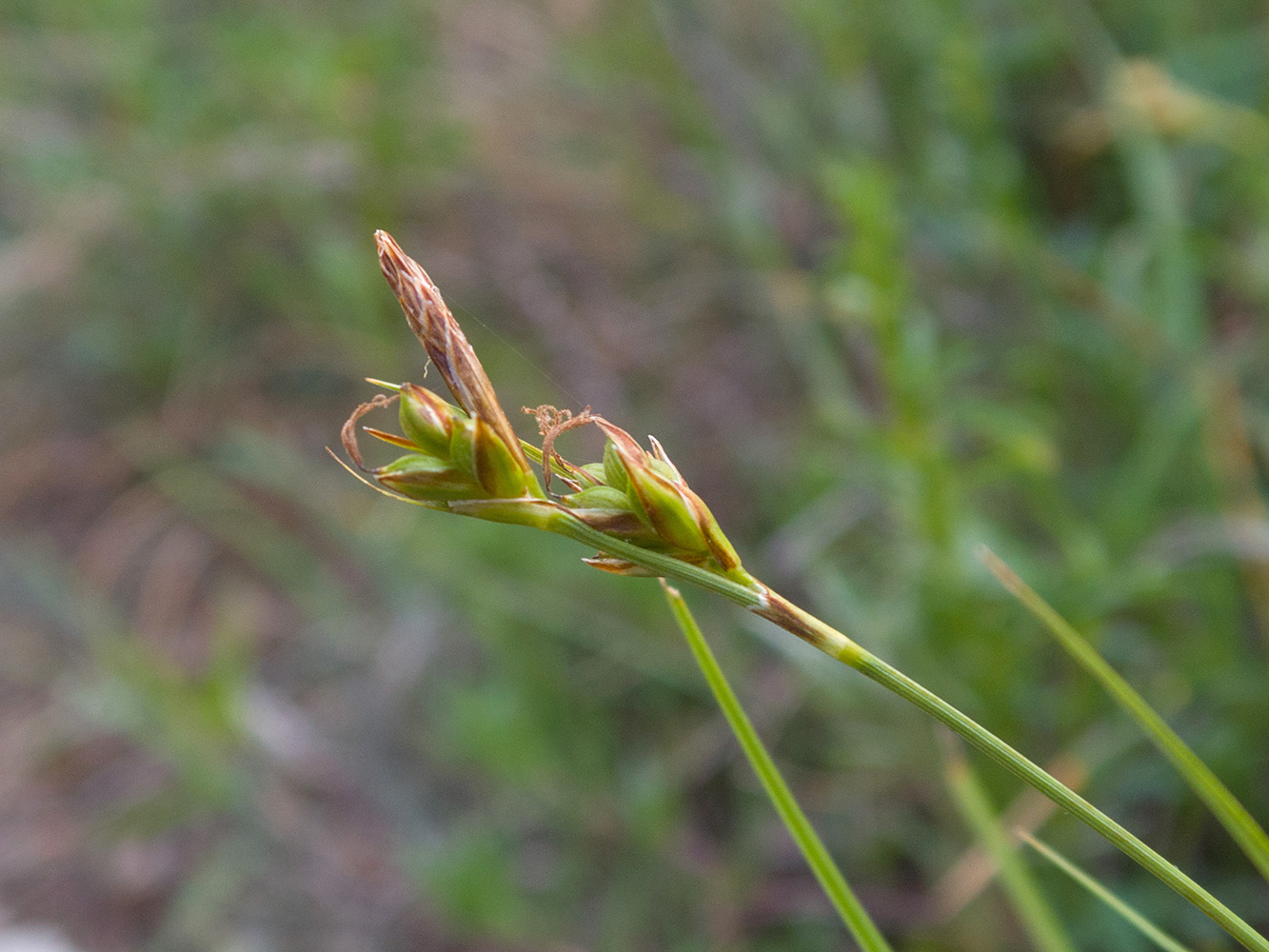 Изображение особи Carex halleriana.