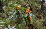 Eriobotrya japonica. Верхушка ветви с плодами. Грузия, Имеретия, г. Кутаиси, в культуре. 14.06.2023.