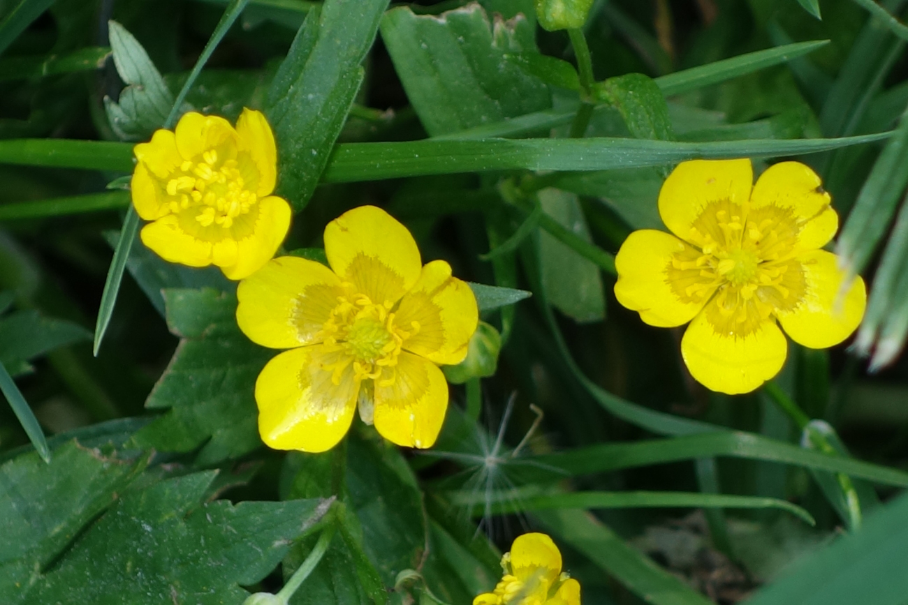 Изображение особи Ranunculus repens.