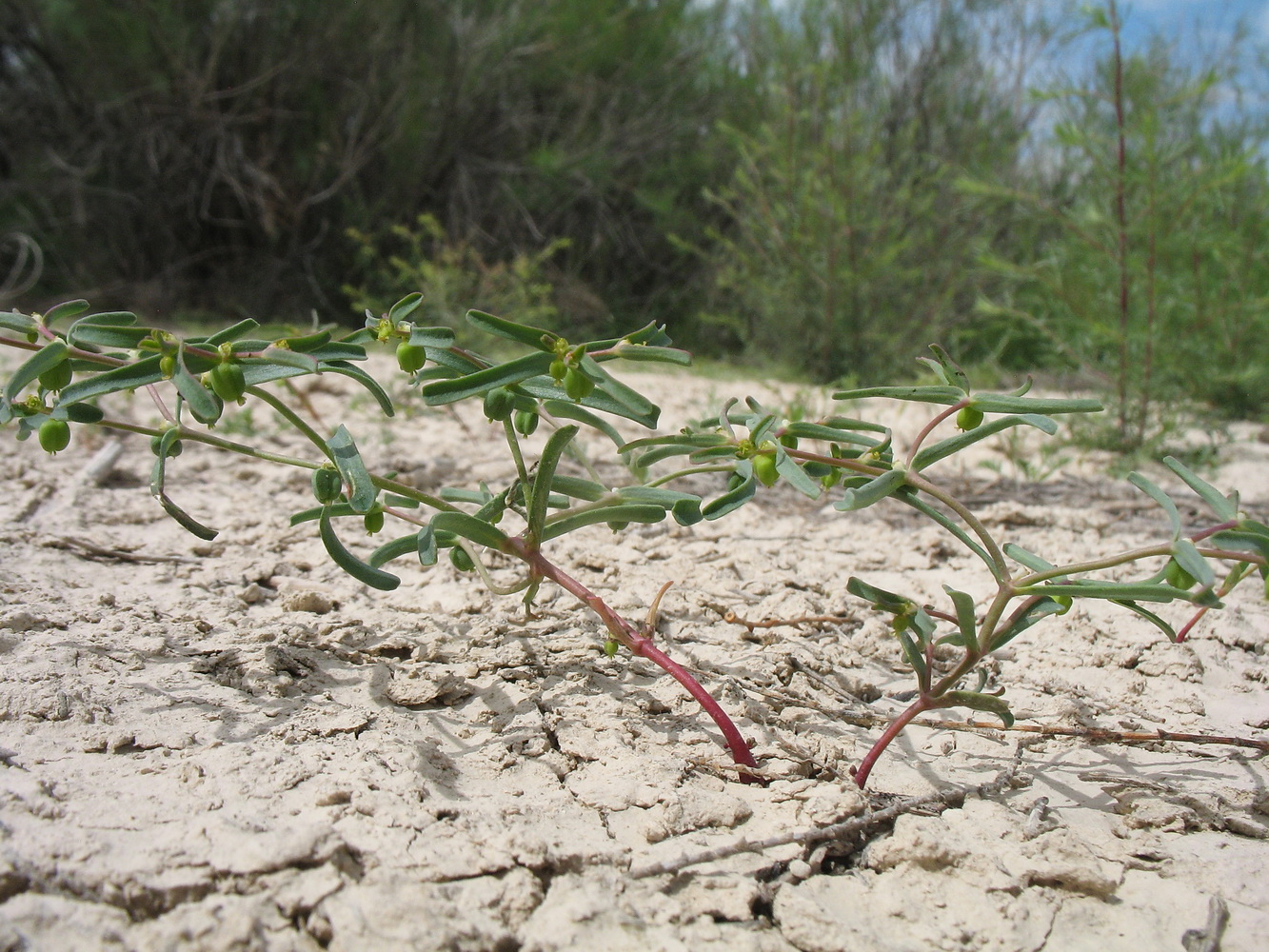 Image of Euphorbia inderiensis specimen.