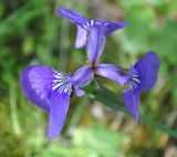 Iris setosa