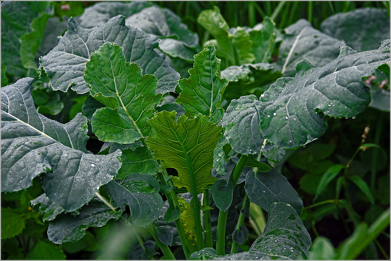 Image of Brassica oleracea specimen.