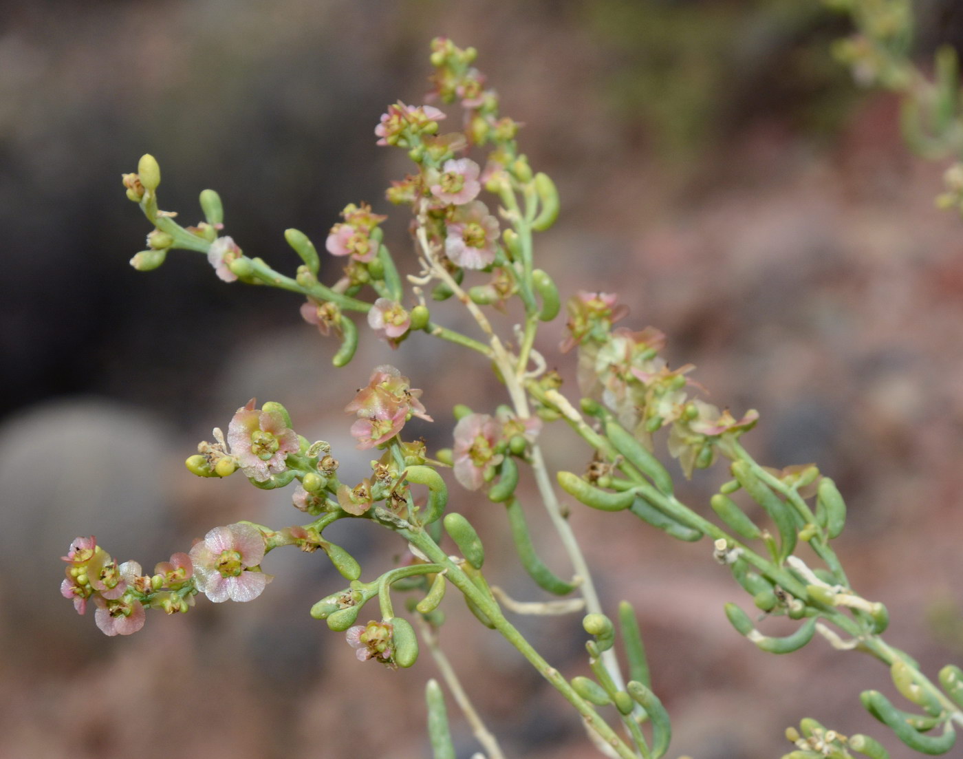 Image of Salsola pachyphylla specimen.