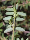 Euphorbia maculata