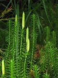 Lycopodium annotinum. Побеги со стробилами. Украина, Закарпатская обл., Раховский р-н, смешанный лес с преобладанием ели. 28 августа 2008 г.