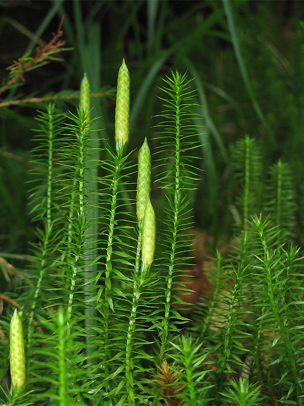 Image of Lycopodium annotinum specimen.
