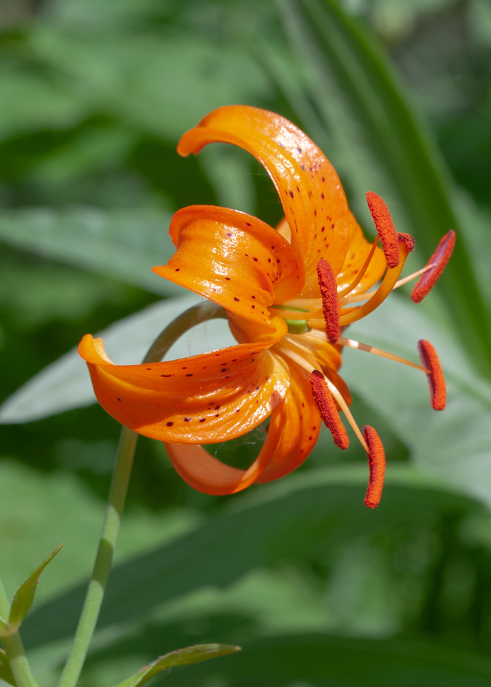 Изображение особи Lilium debile.