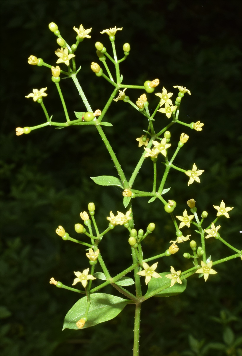 Image of Rubia tinctorum specimen.