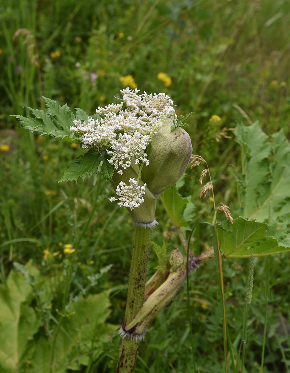 Изображение особи род Heracleum.