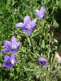 Campanula aucheri