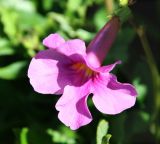 Incarvillea delavayi